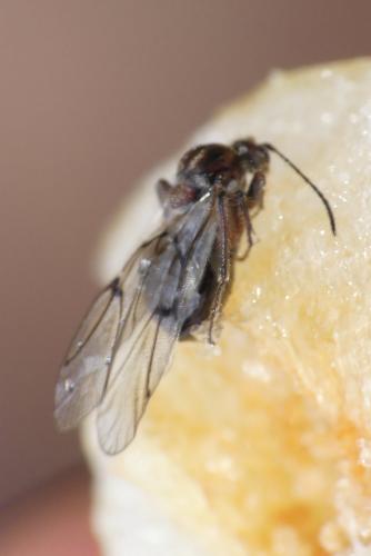 Réf. 270 368 : Cynips quercusfolii
